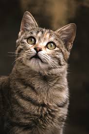 Essential Cat Care Tips for a Happy, Healthy Feline